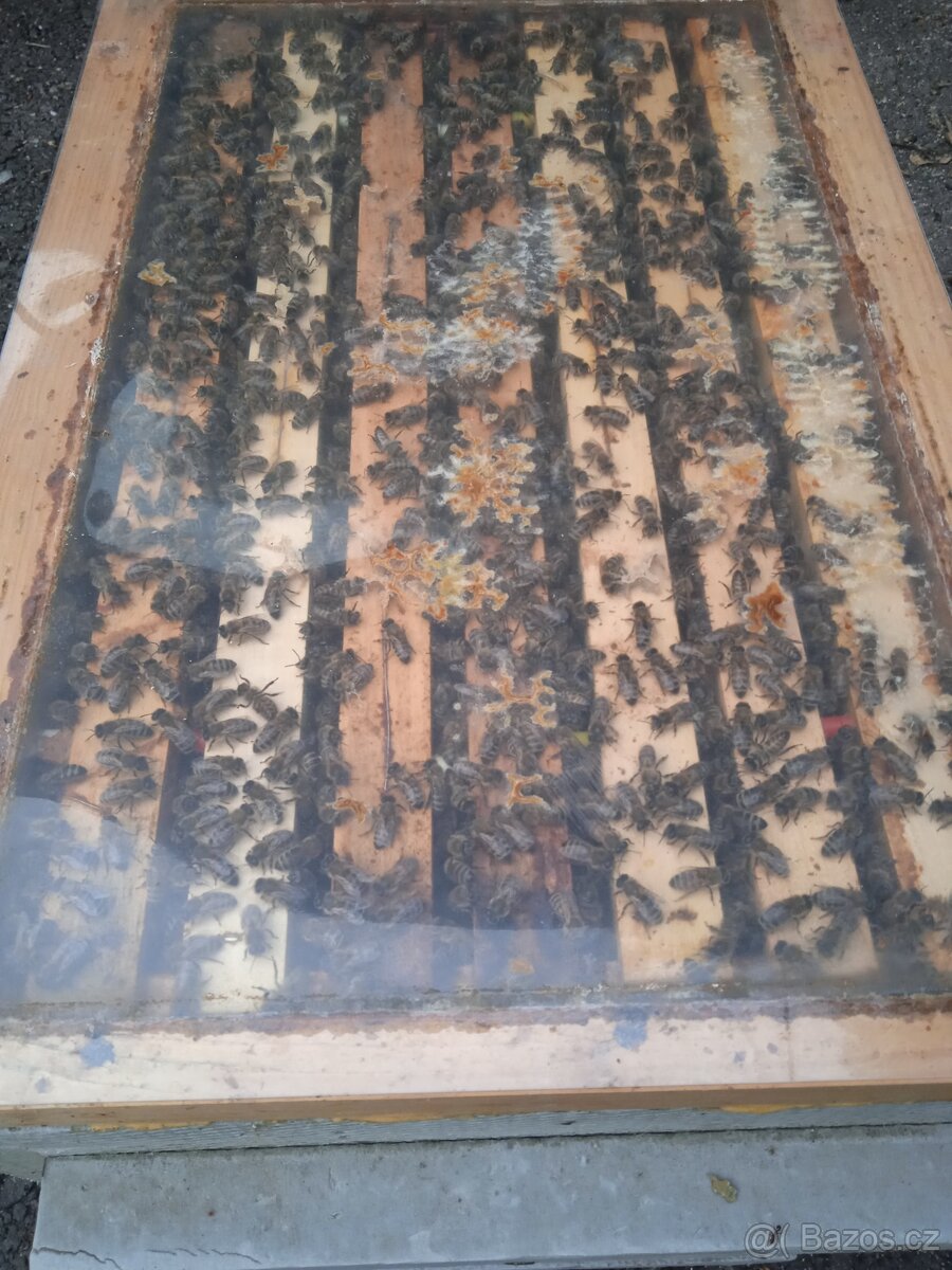 Včelí odděleky - 8