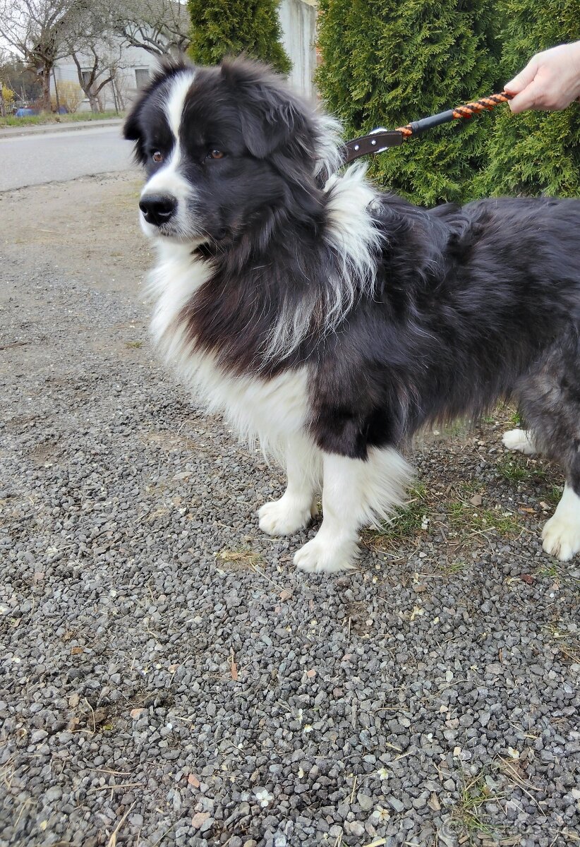 Štěňata border kolie - 8