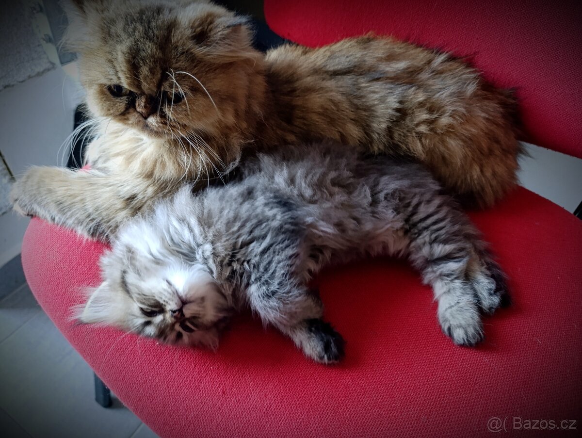 Kotě perské kočičky - 8