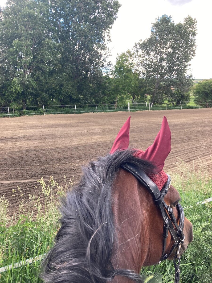 Možnost ustájení - 8