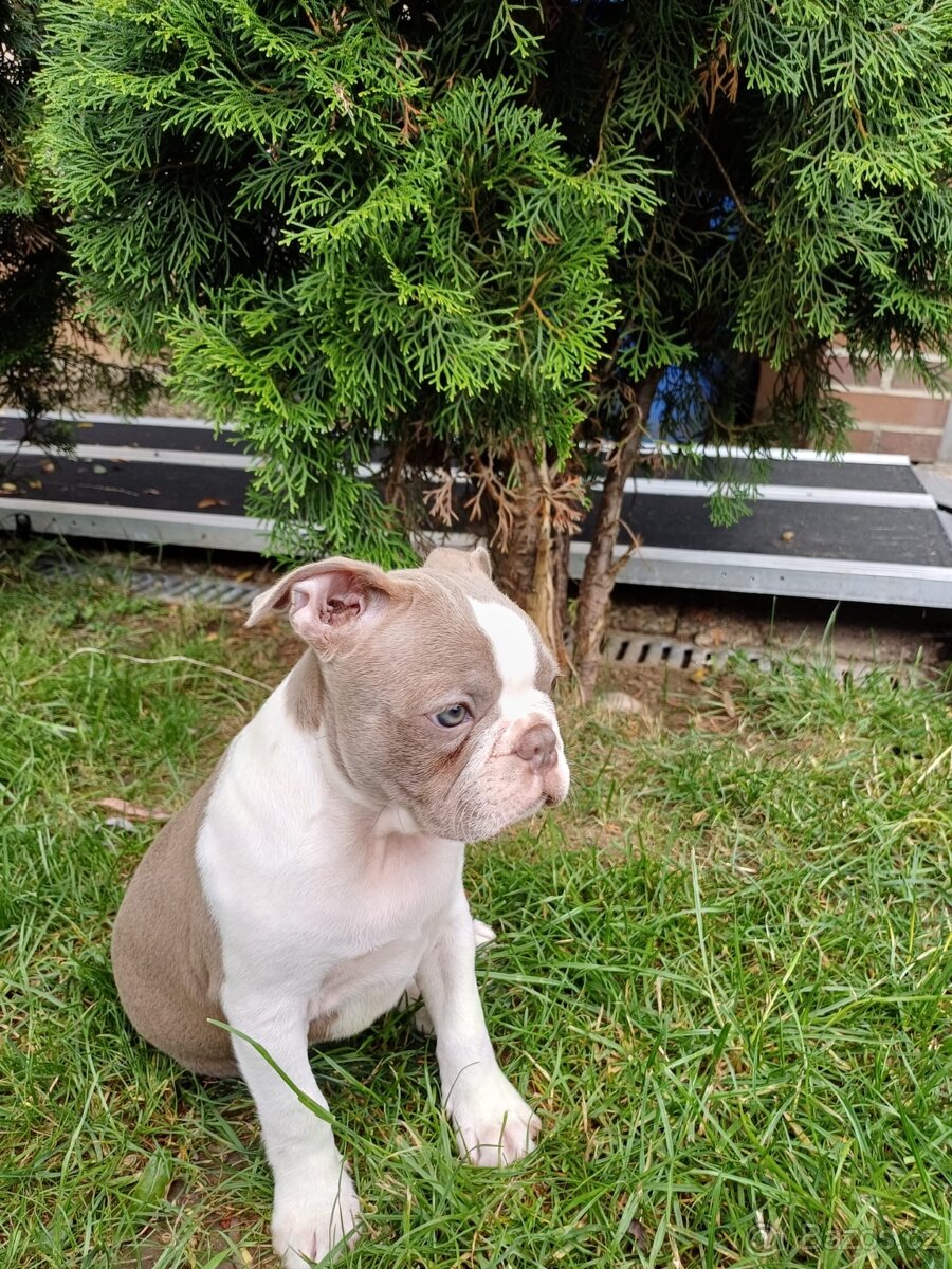 Bostonský teriér s PP - 8