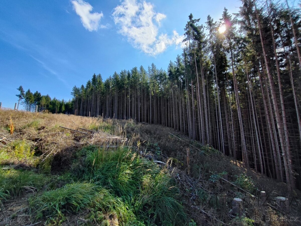 Prodej lesa 233 155 m² Žďár u Nové Včelnice - 8