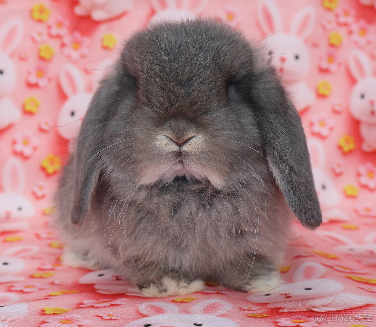 Zakrslí beránci NHD . - 8