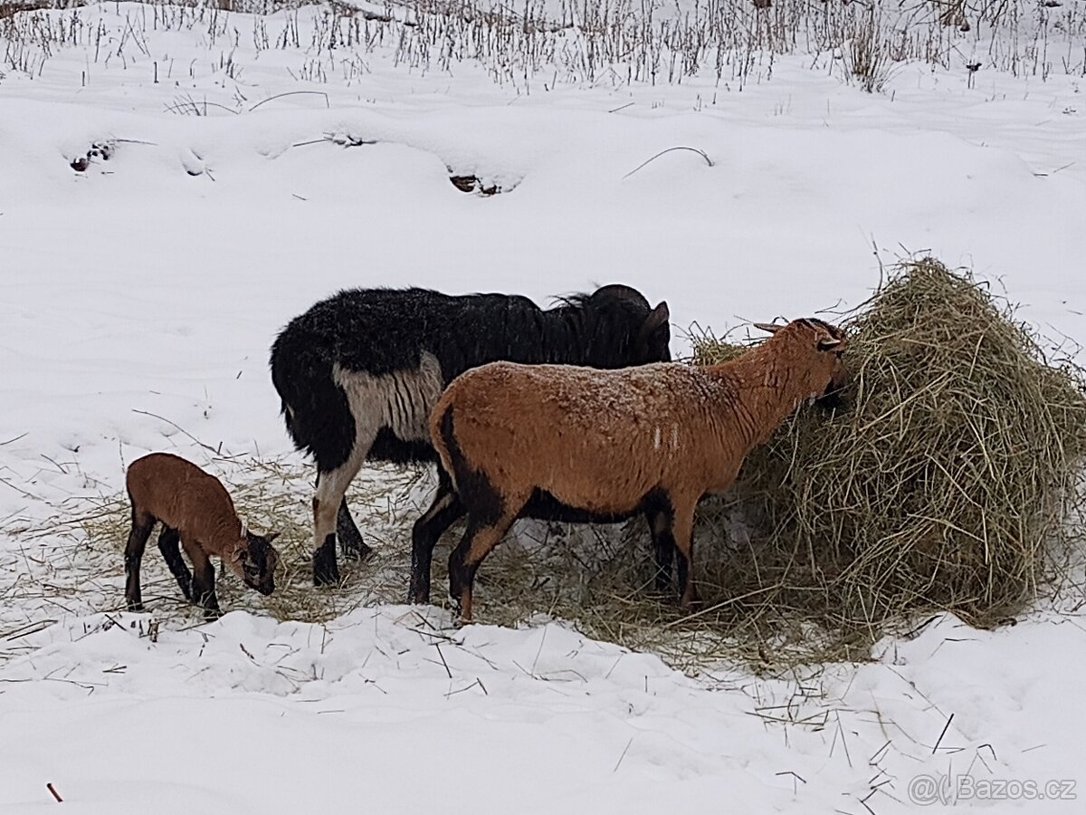 Kamerunské ovce - 8