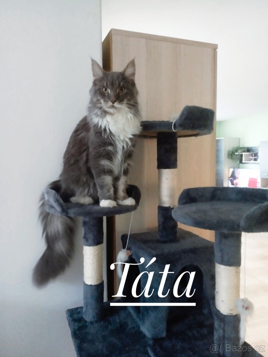 Mainská mývalí koťátka - 8