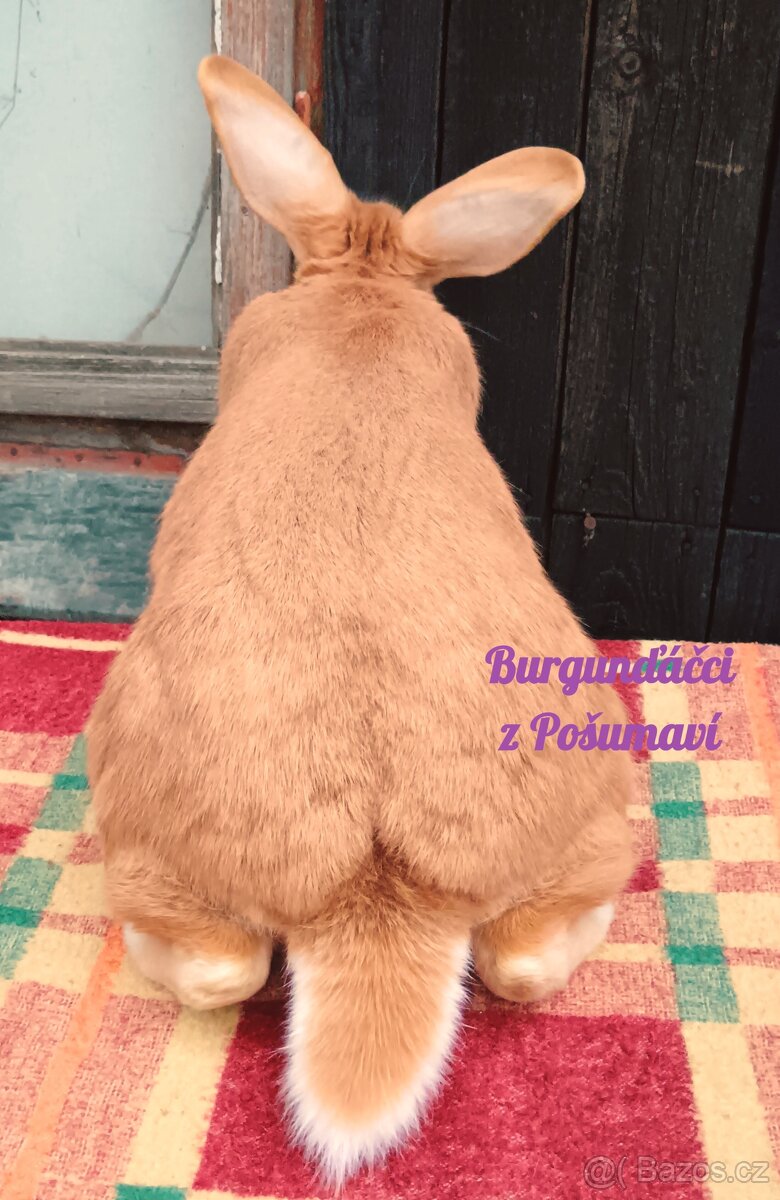 BURGUNDSKÝ králík s PP - SAMEČCI A SAMIČKY ⭐️⭐️⭐️ - 8