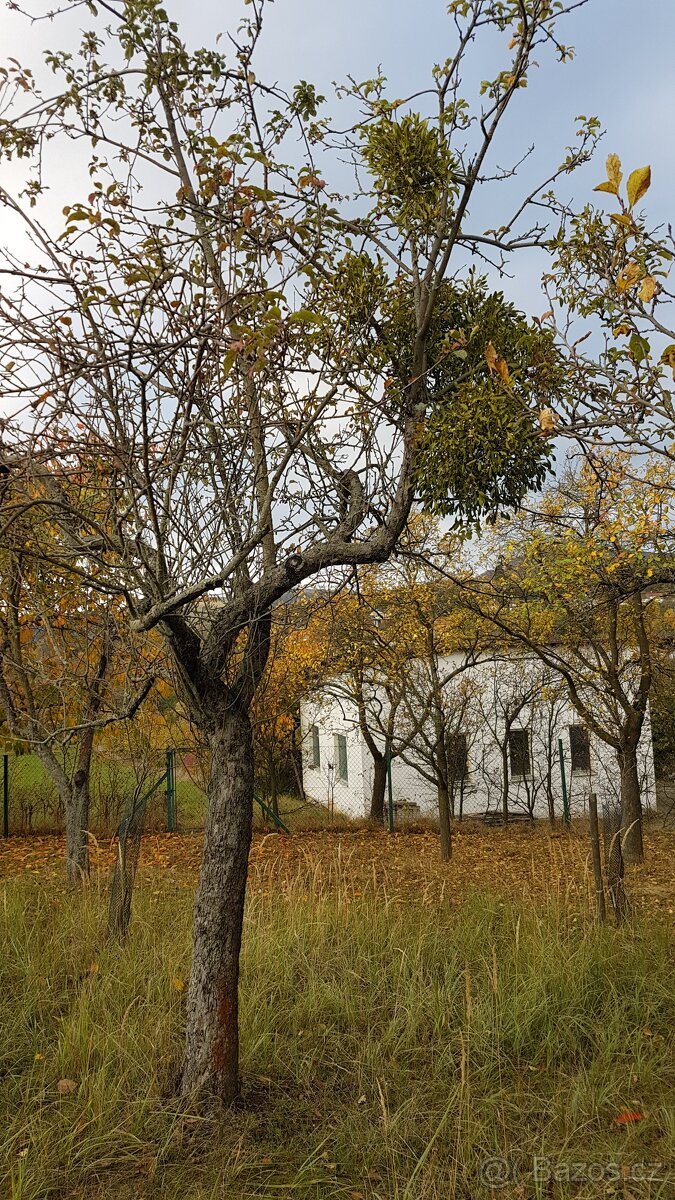 Prodám krásné jmelí na dekorace, do kytic apod. - 8