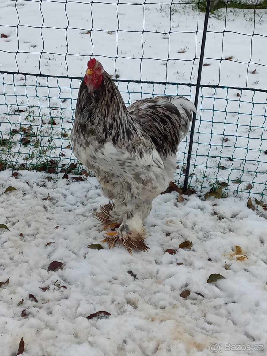 Prodám kohouty Brahmanky Velké - 8