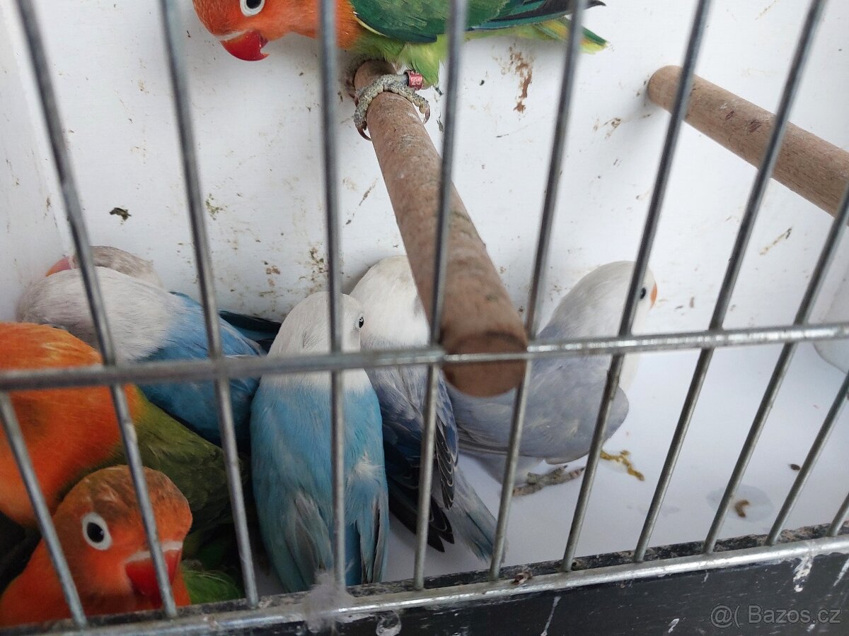 Agapornis fischeri - 8