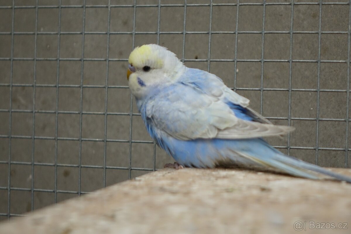 prodám mladé andulky - 8
