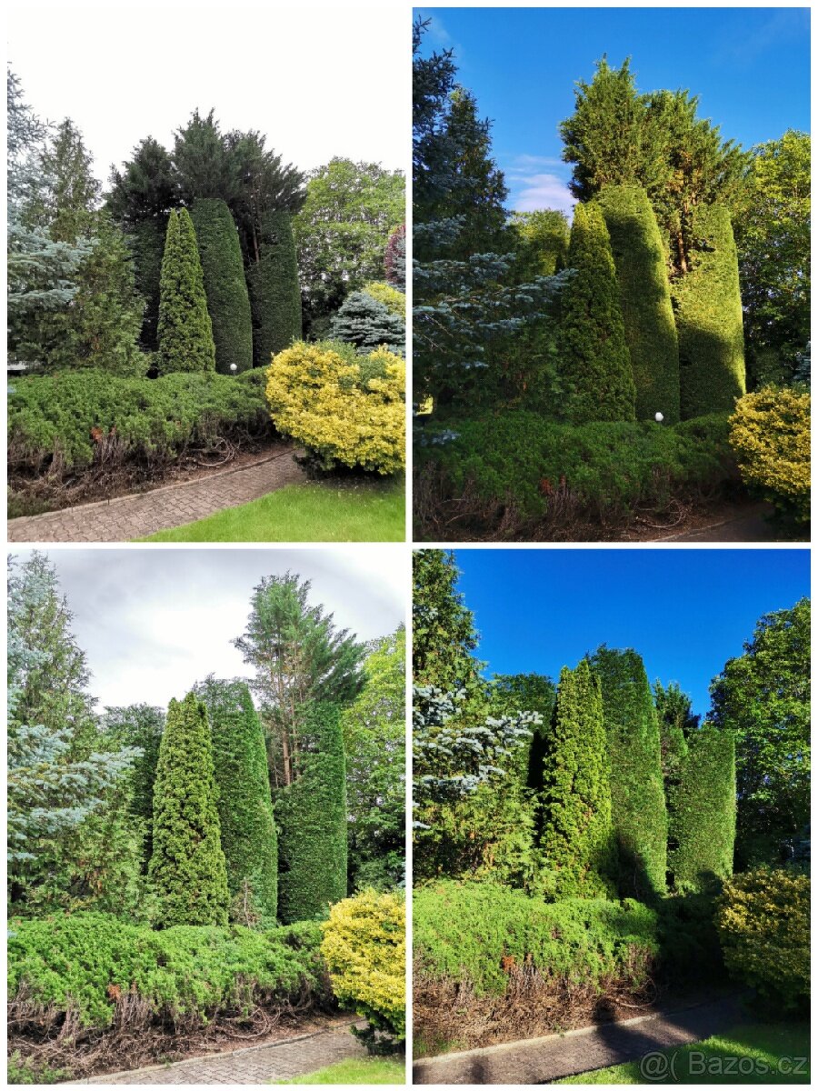 Odborný ořez stromů - 8