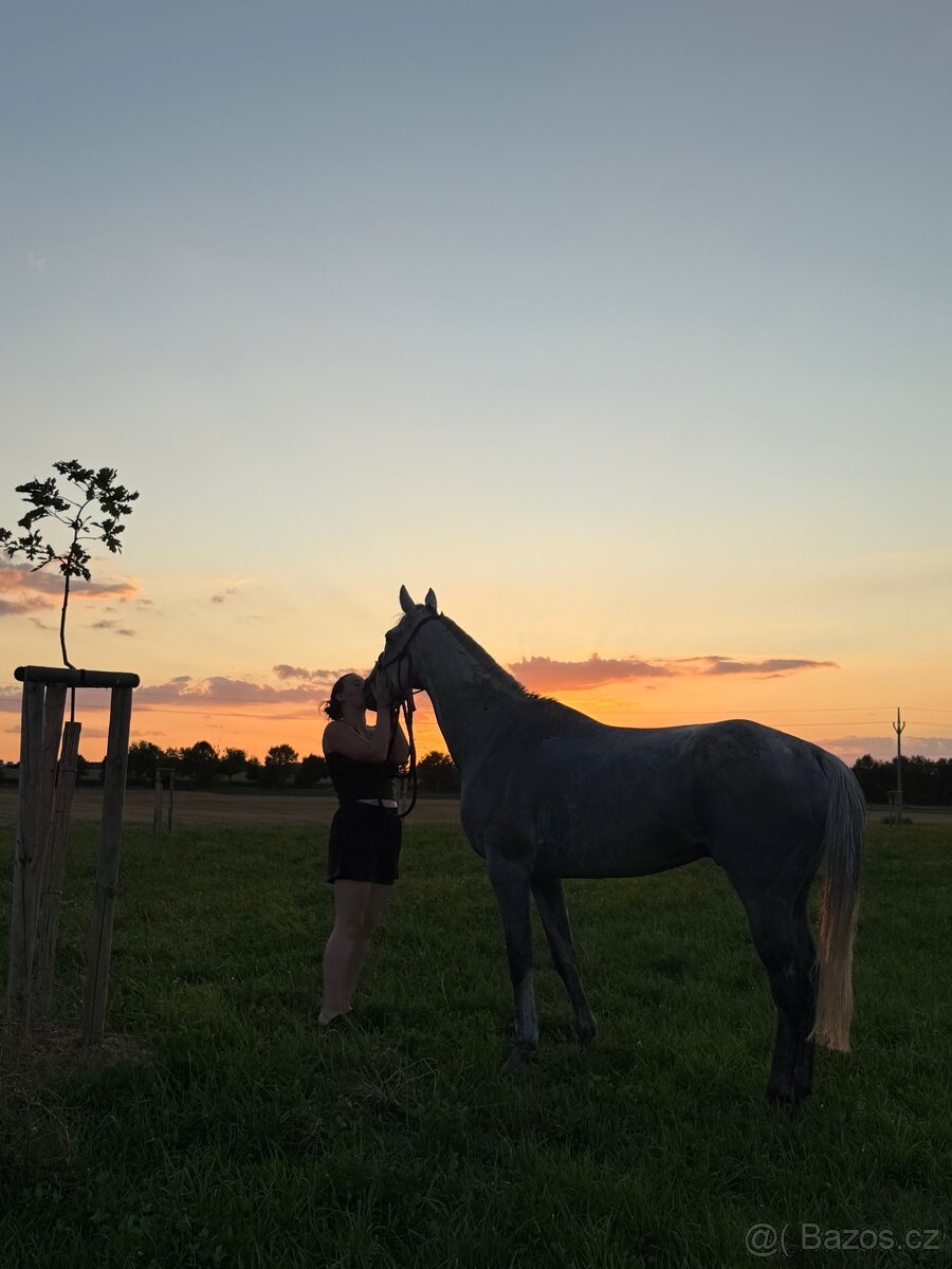 Poloviční pronájem - 8