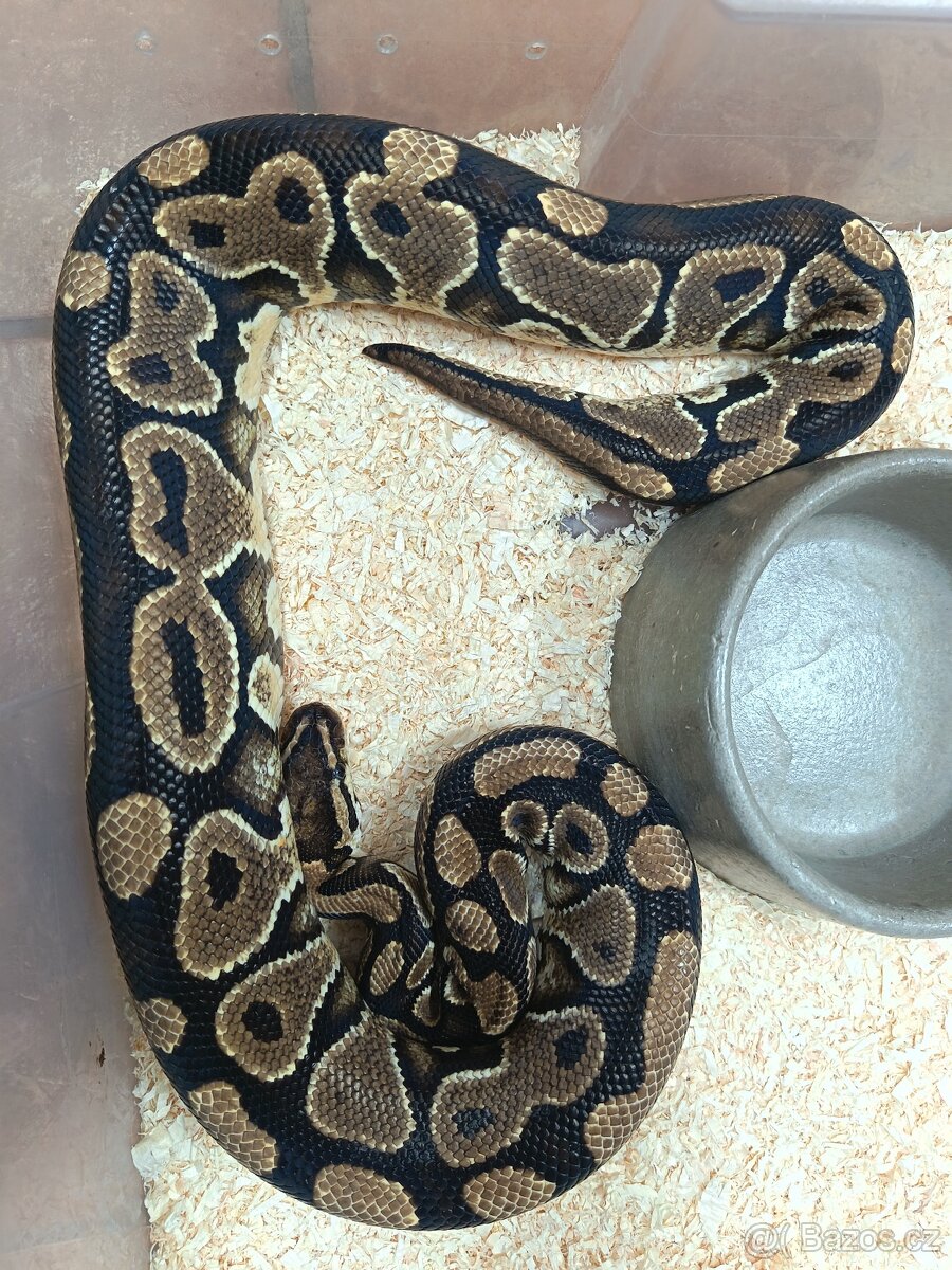 Krajta královská Dospělá chovná skupina - 8