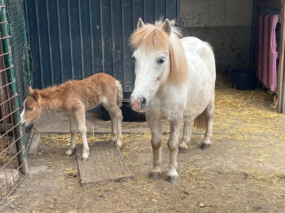 Pony kobylky SPECHA - 8