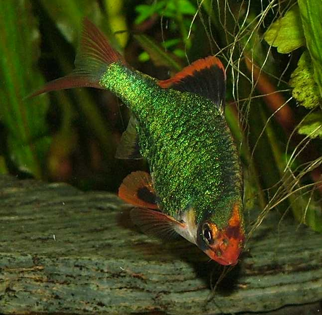 Aktuální nabídka akvarijních rybek,šneků,krevet - 8