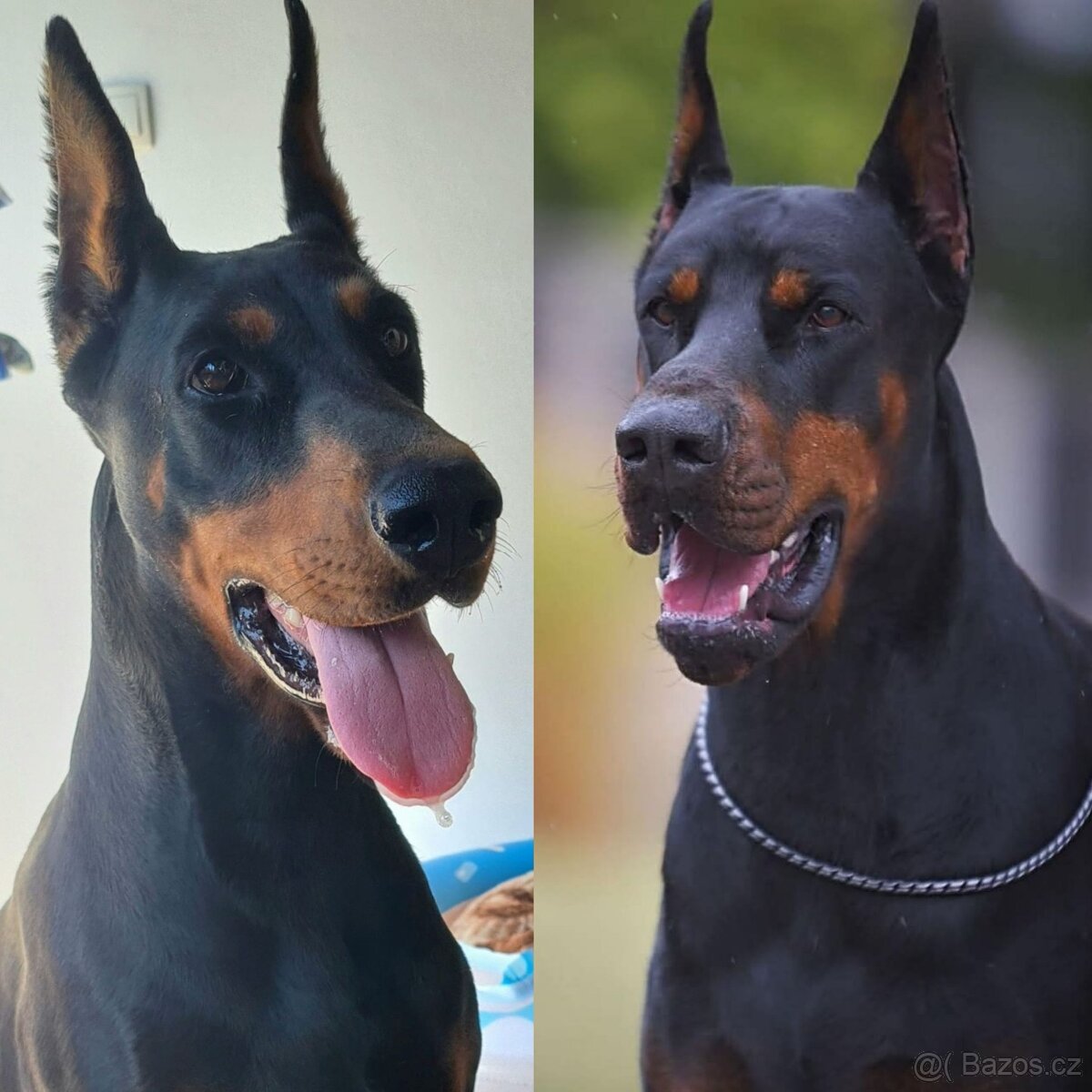 KUPIROVANÁ ŠTĚŇÁTKA DOBRMANA S PP FCI - 8