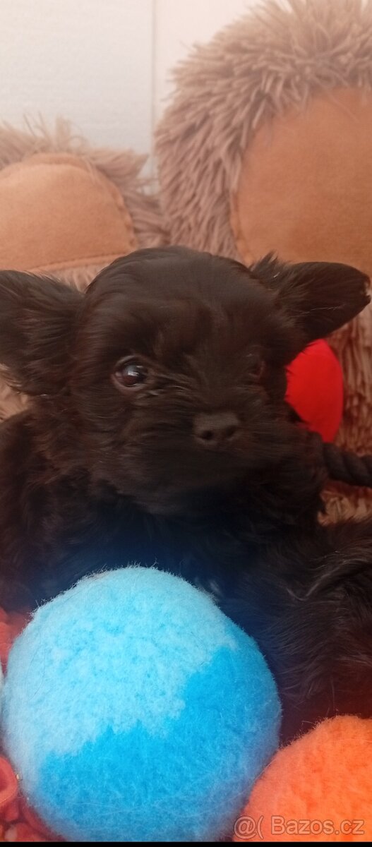 Jorkšírský teriér,Biewer,Merle, Black - 8