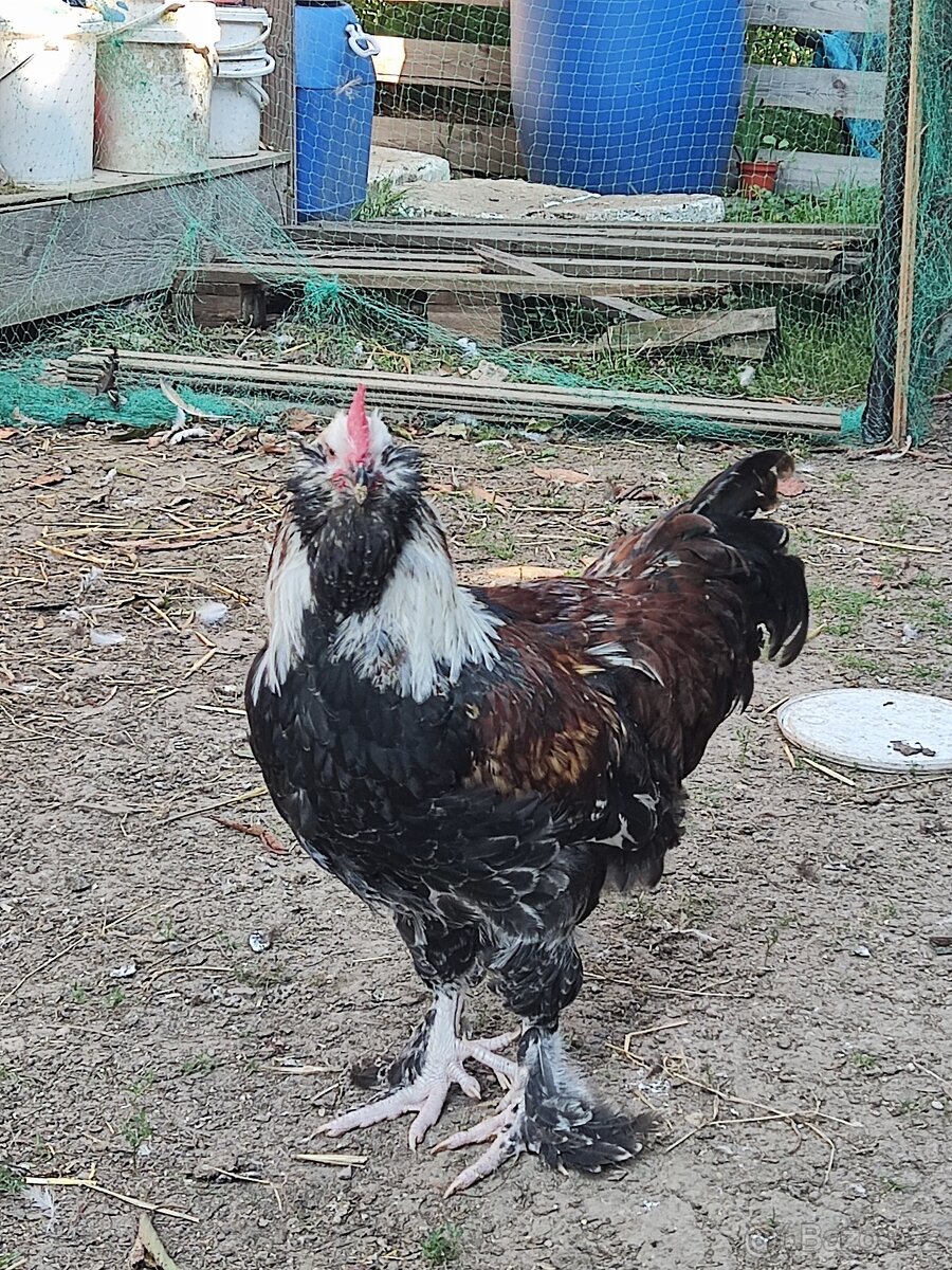 Faverolka velká lososová - kohout - 8