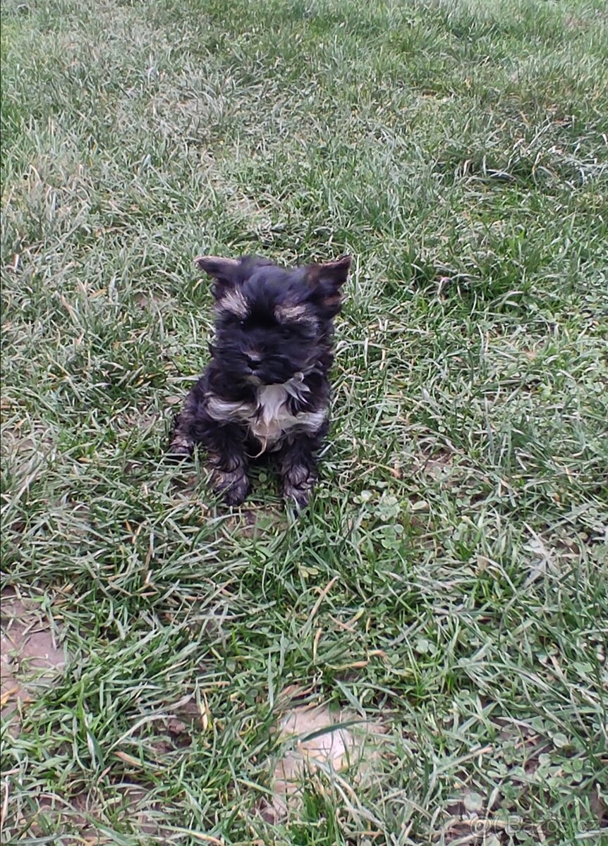 Jorkšírský teriér - 8