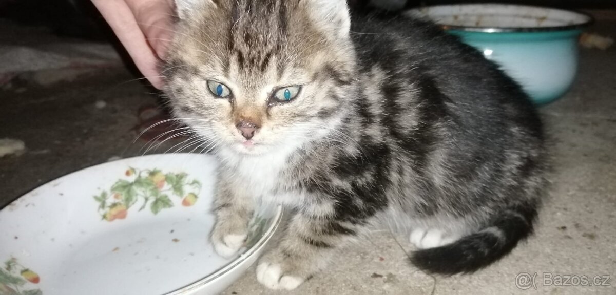 Darujeme koťátka - 8