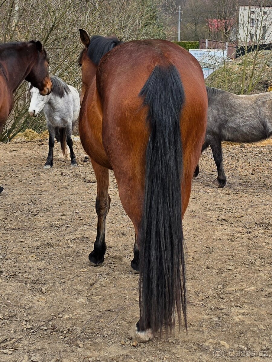 Klisna po ČSP Olly - 8