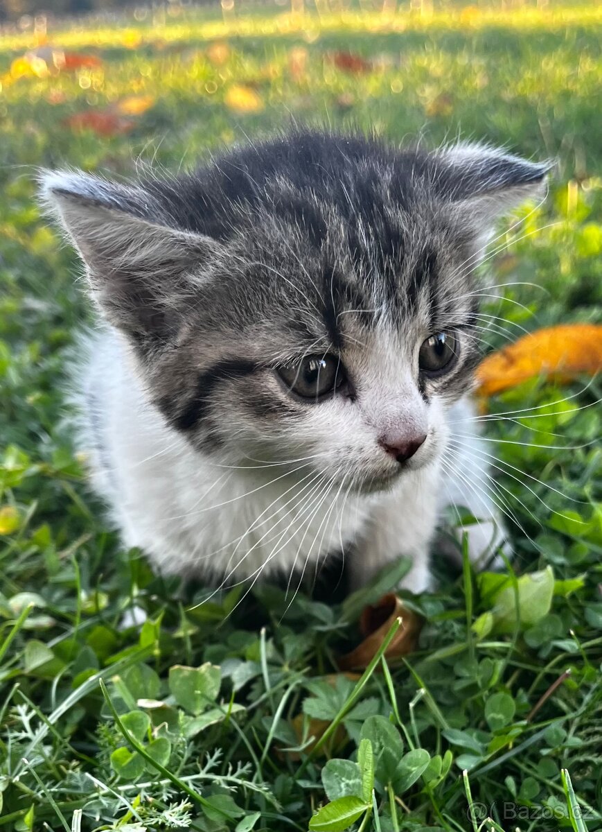 PRODÁM KOTĚ - kocour - 8