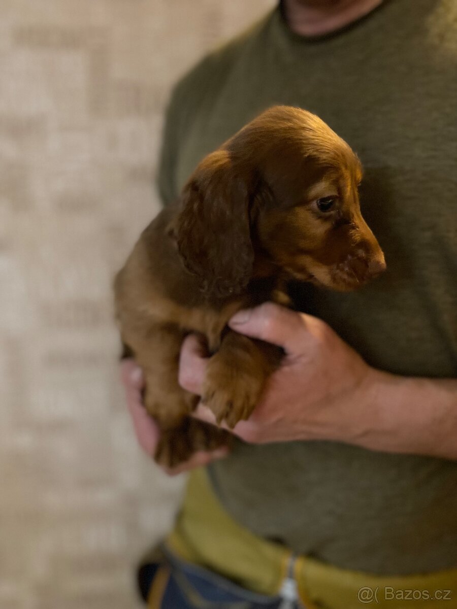 Jezevčík dlouhosrstý trpasličí - 8