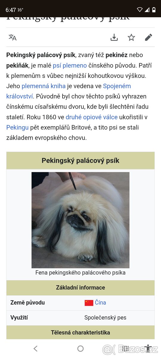 Pekingský palácoví psík. - 8
