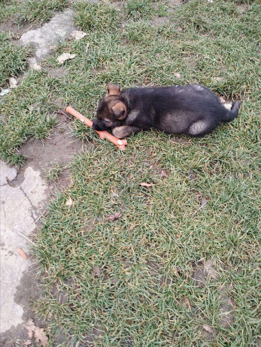 Německý ovčák štěňata - 8