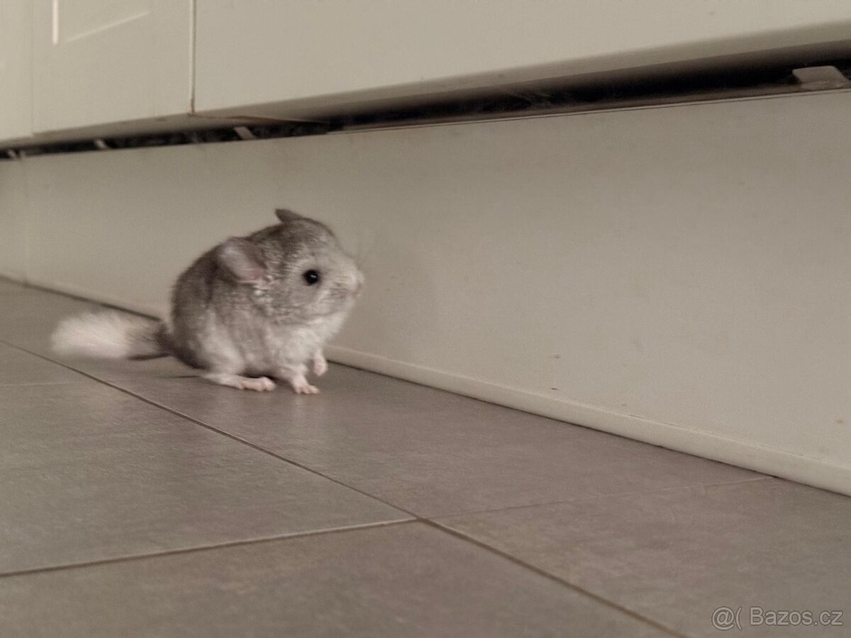 Činčila mládě samičky - 8