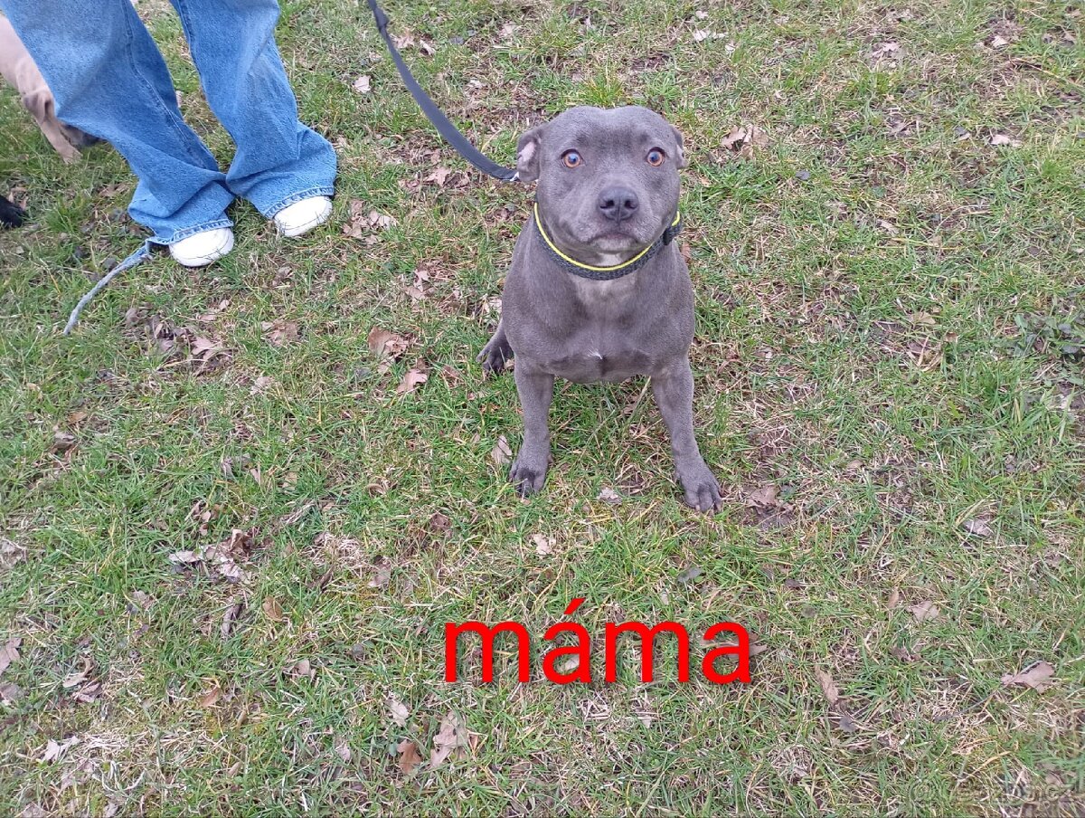 Stafordšírský bulteriér - 8