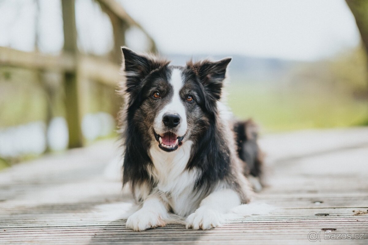 Border kolie s PP, štěňátka - 8