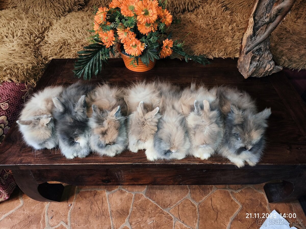 Teddy králíčci zakrslí dlouhosrstí - 8
