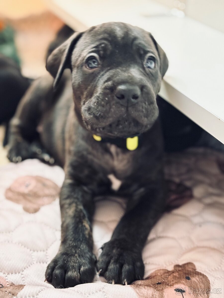Cane corso s PP - 11 Vánočních štěňátek k rezervaci - 8