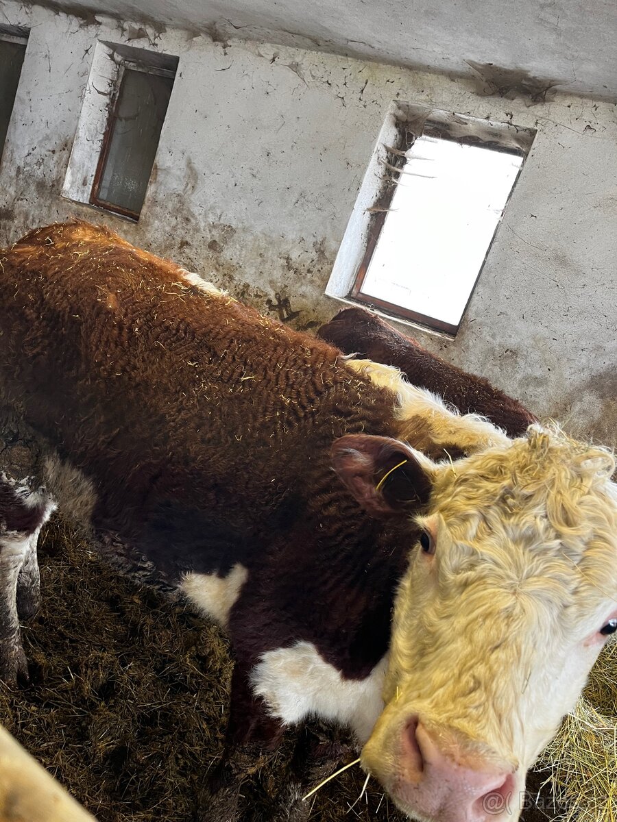 Jalovice Hereford - 8