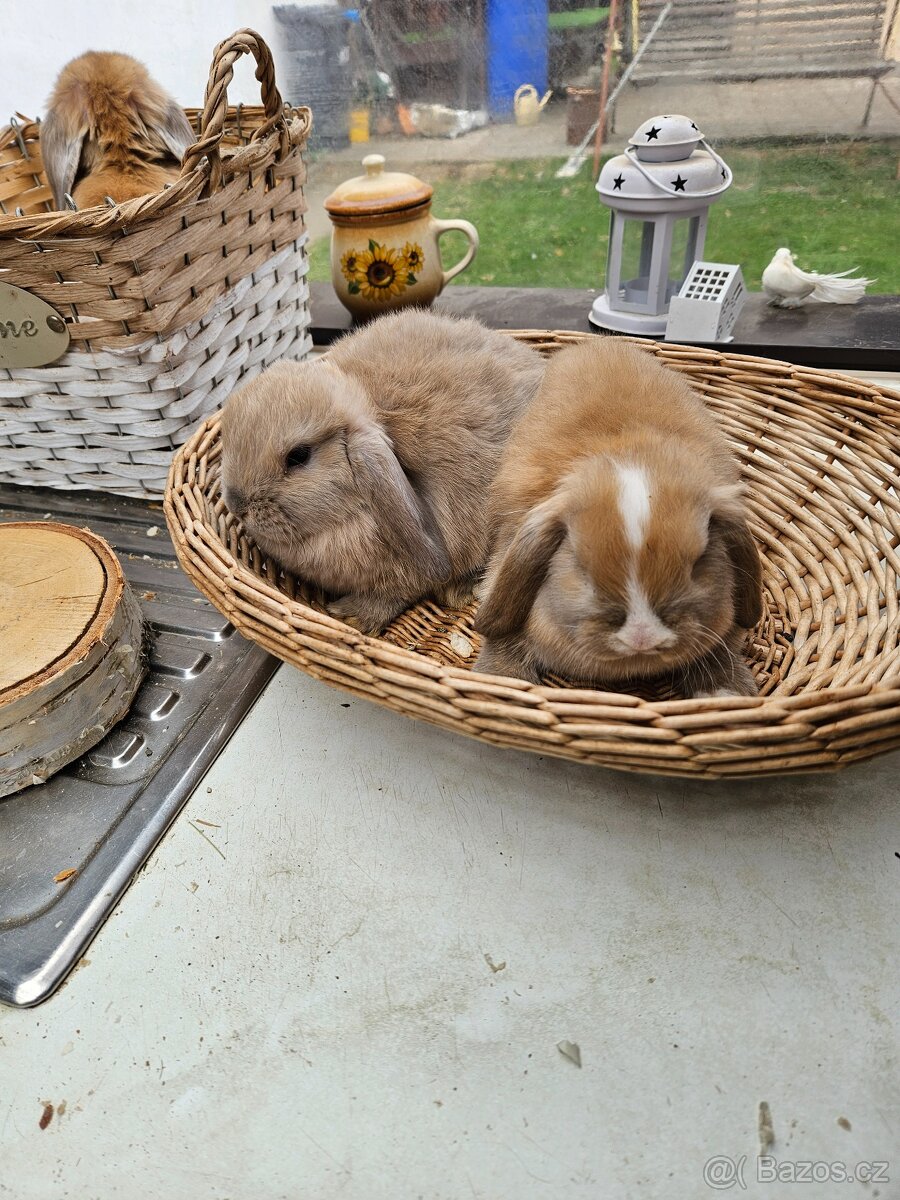 Zakrslý králík - 8