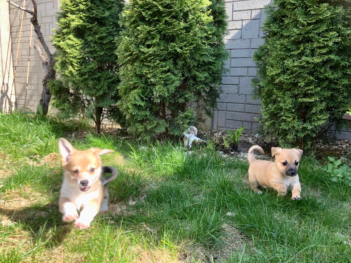 Štěně - kříženec - 8