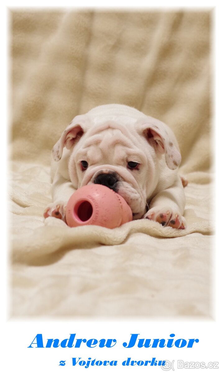 anglický buldok - 8