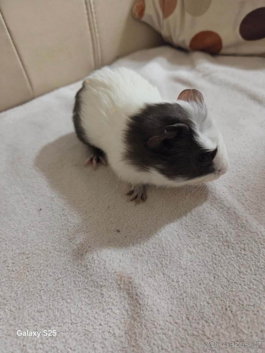 Daruji morčátka - 8