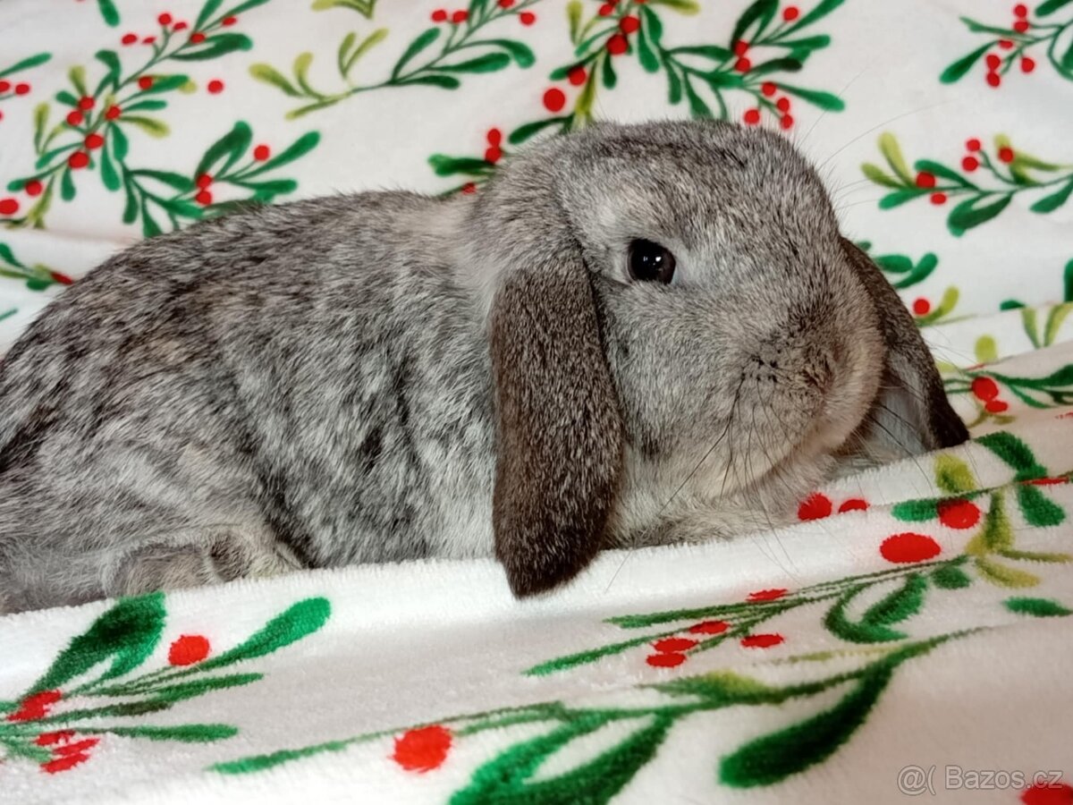 Samička Zakrslý Beránek MiniLop ❤️ - 8