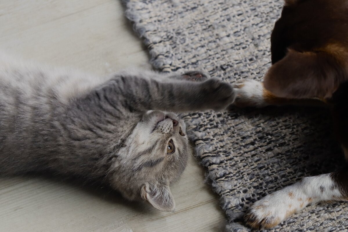 Britská modrá krátkosrstá kočka koťátko - 8