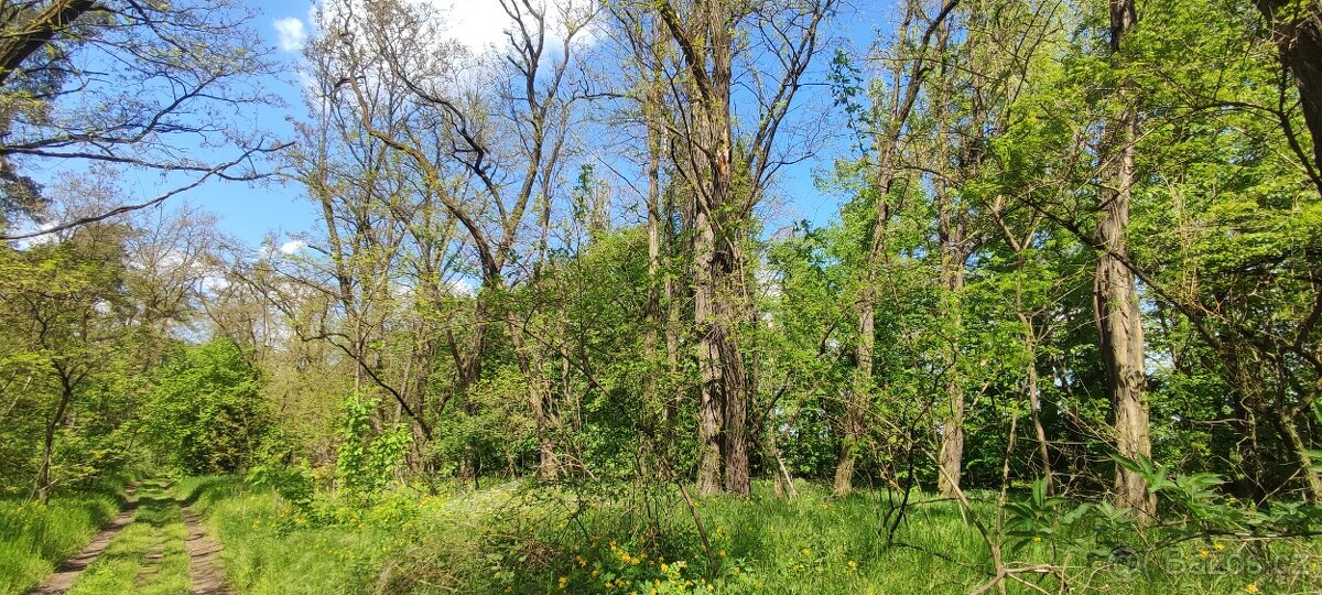 Prodej/výměna lesa - 8