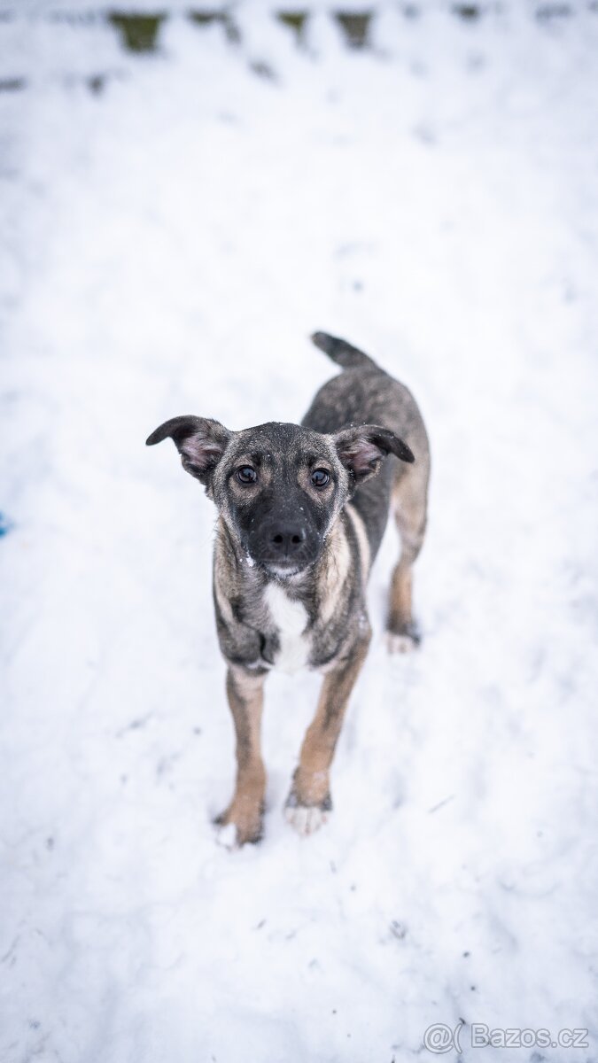 Anna - 4měsíční štěně, malá veselá holčička - 8