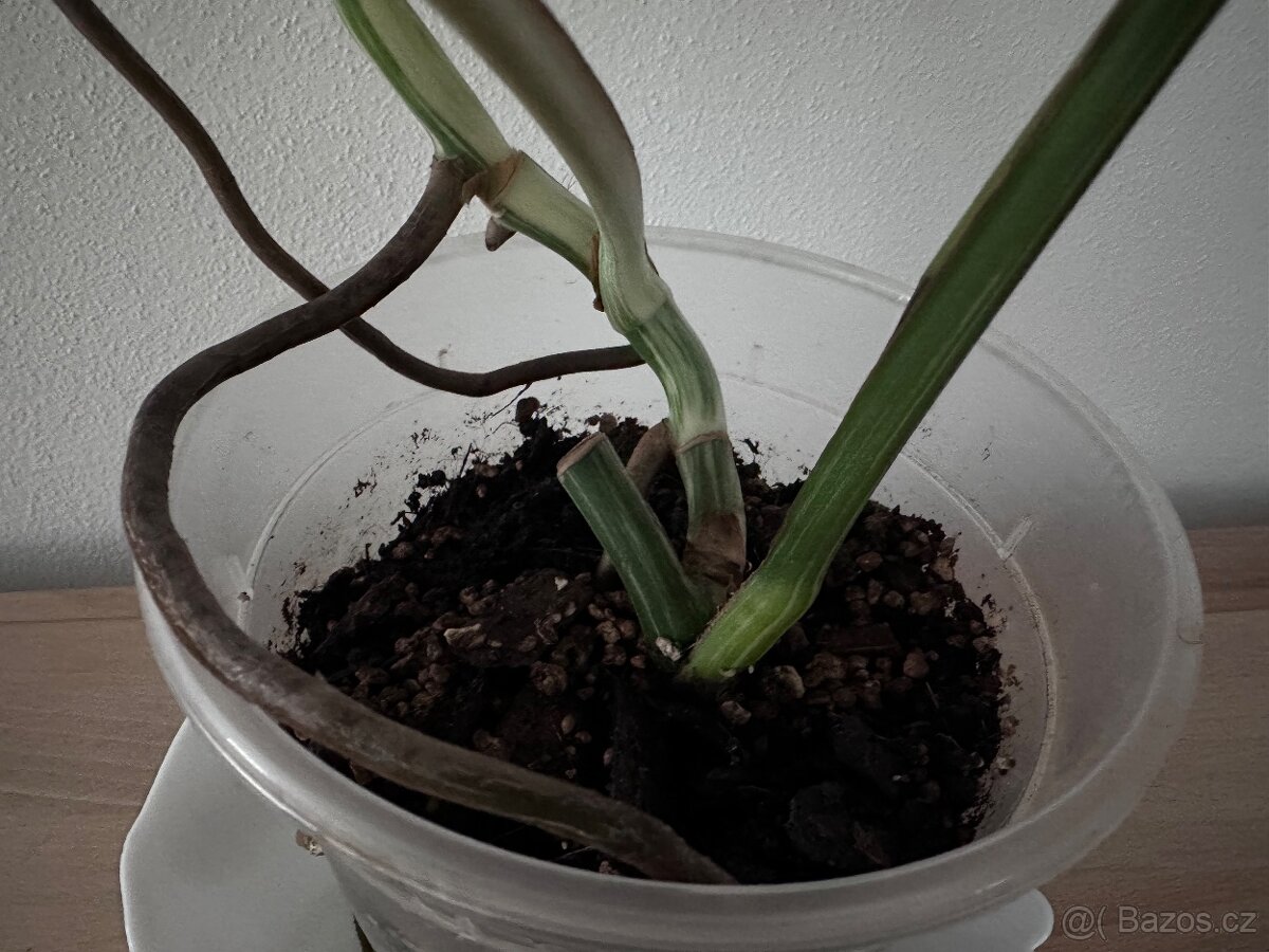 Monstera albo - 8