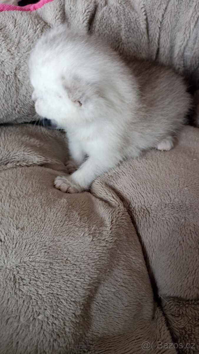 Britská koťátka s PP - 8