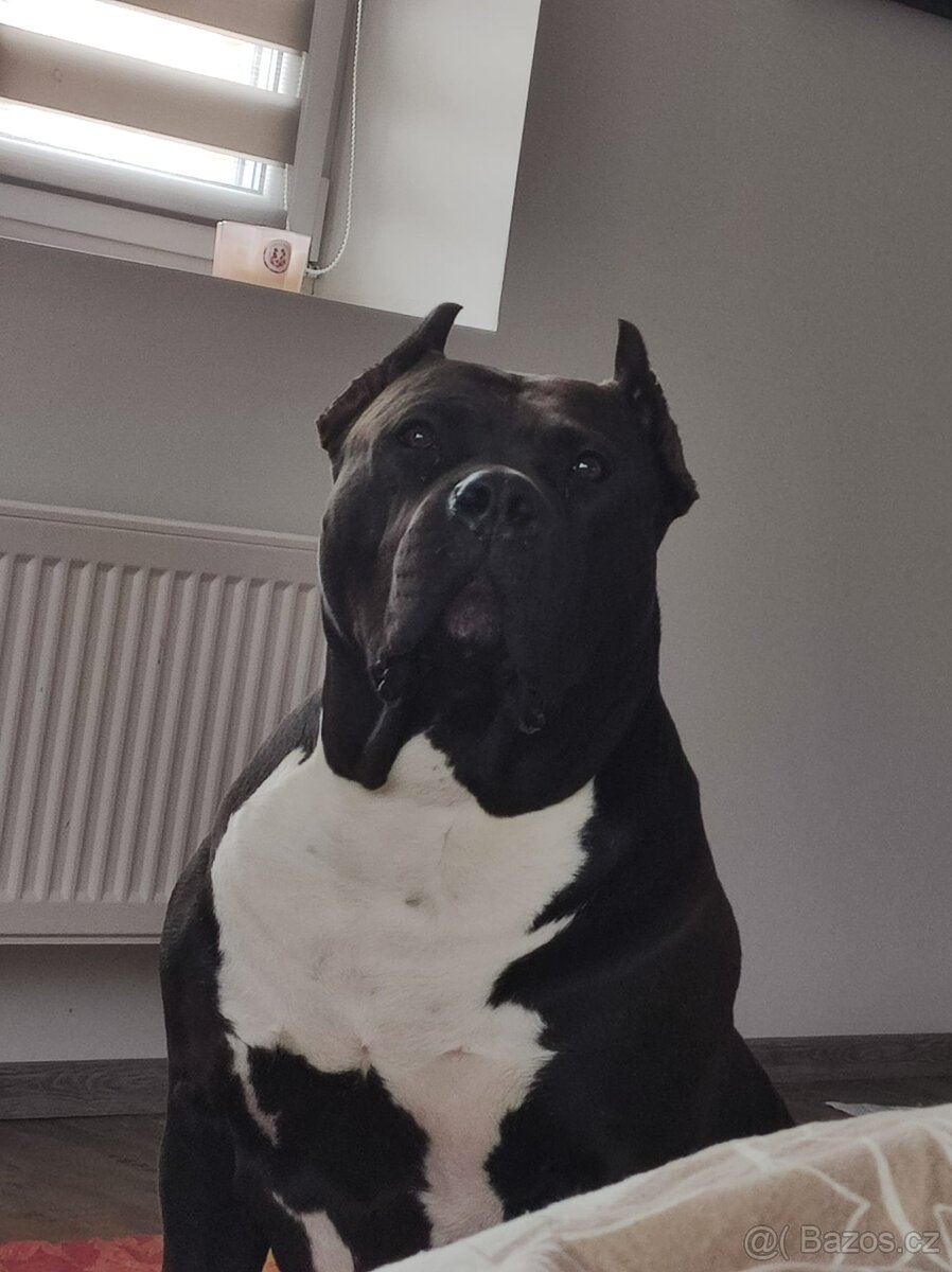 Štěňata American Bully xxl - Bloodline DDK9 - 8