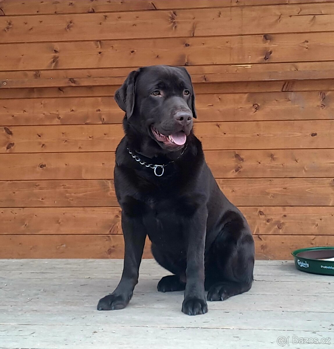 Labradorský retriever Krytí - 8