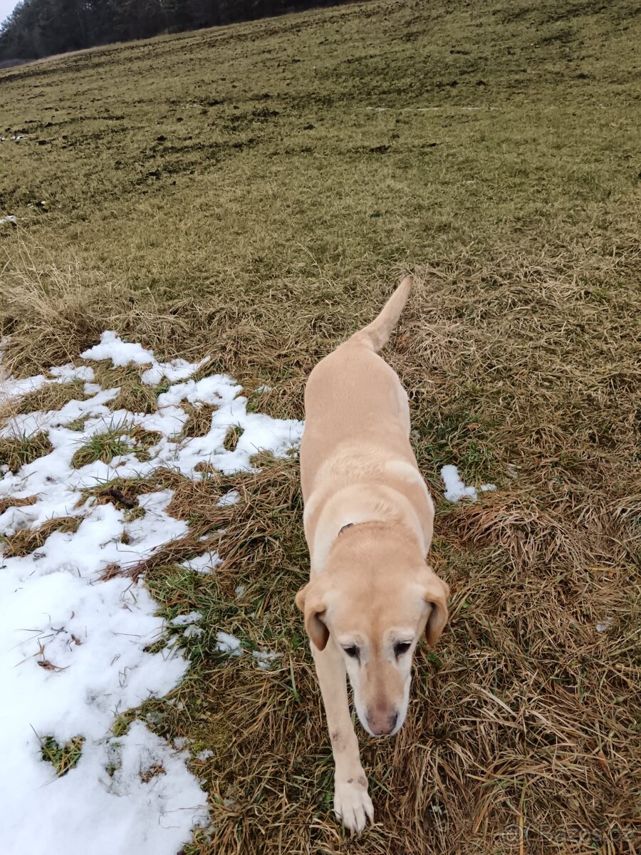 Daruji fenku labradorky - 8