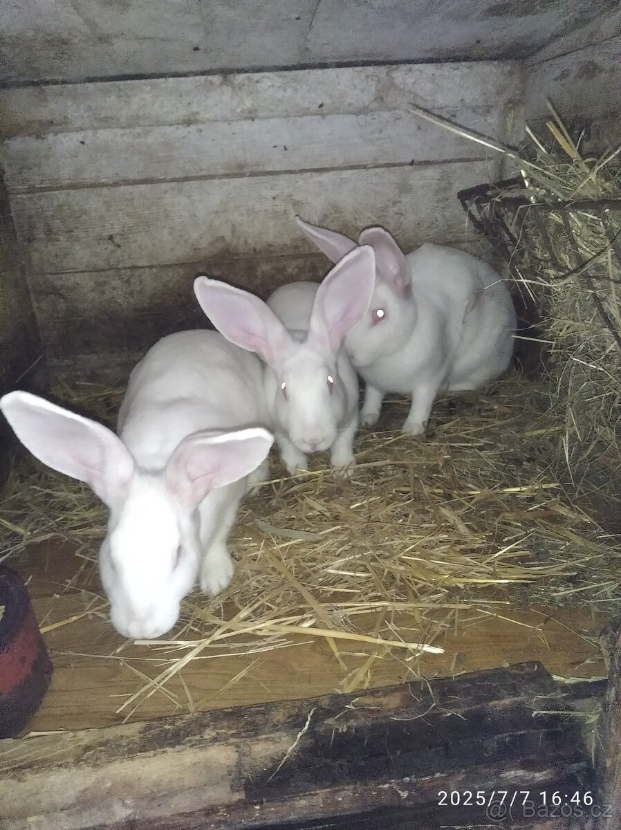 Francouzska hyla - 8