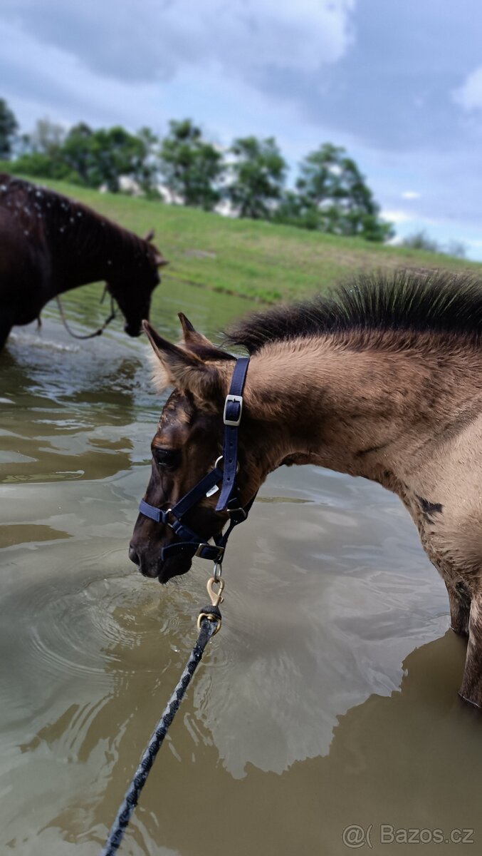 Krásná Grullo Klisna - 8